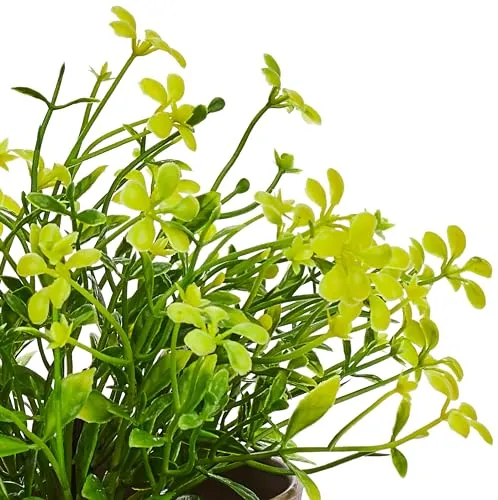 amazon basics Artificial Plants | Realistic Details | Durable Plastic | No Maintenance | Suitable for Various Needs | Ideal for Home and Office Decor | Dimensions: 10 cm X 19 cm (Pack of 4)